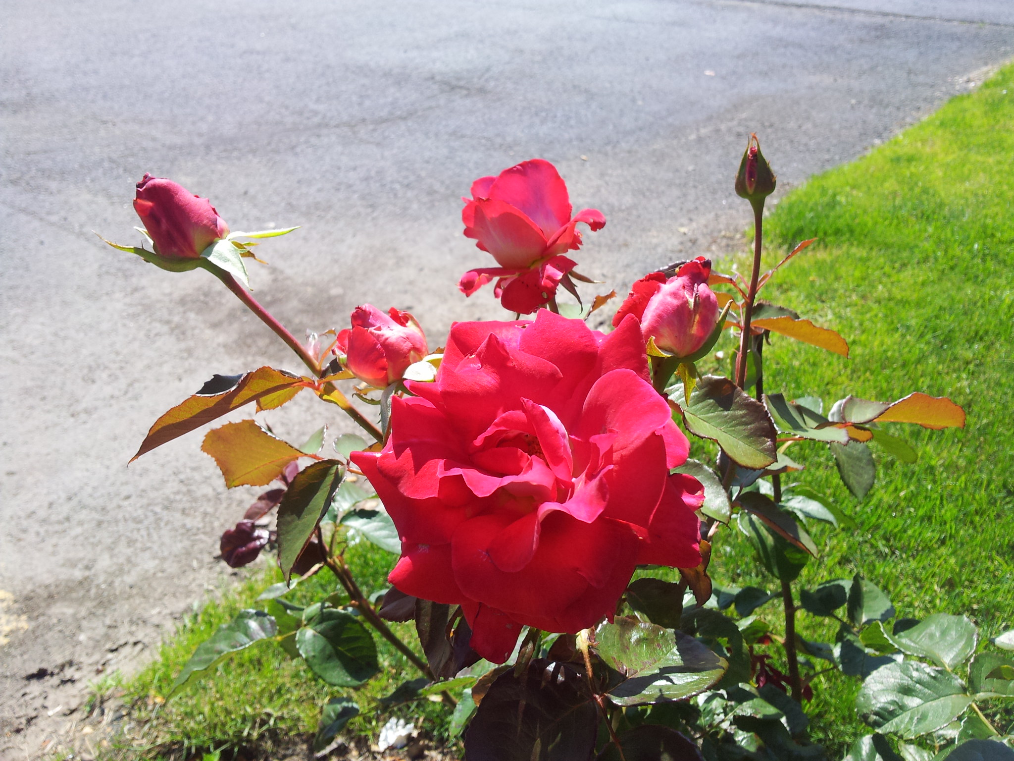 redrose - PRINCETON, NJ - Summer Beauty In Full Swing!!