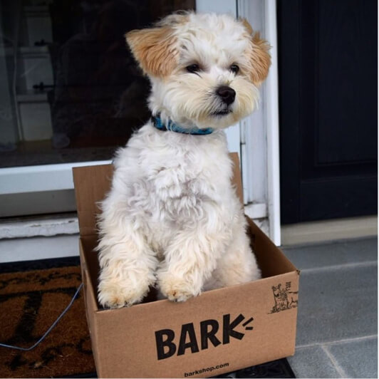 BARKBOXHOLIDAYGIFTS - Holiday Gift Guide 2019