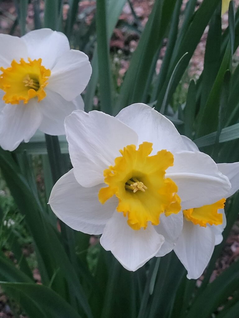 20260404 192901 768x1024 - SPRING IS IN FULL SWING WITH VIBRANT FLOWERS, BLOSSOMING TREES AND LONGER, BRIGHTER DAYS.