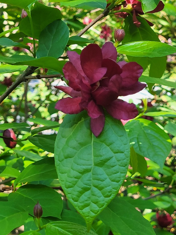 A Sneak Peek Into The Spectacular Azalea Garden Festival Set For Saturday, May 9 at Renowned Sayen Botanical Gardens in Hamilton, NJ. 20260505 095920 - A Sneak Peek Into The Spectacular Azalea Garden Festival Set For Saturday, May 9 at Renowned Sayen Botanical Gardens in Hamilton, NJ.