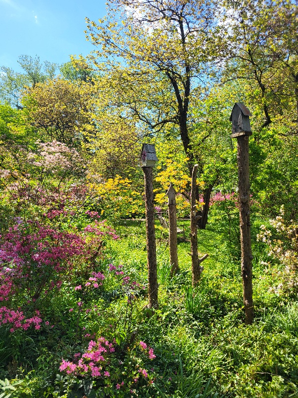 A Sneak Peek Into The Spectacular Azalea Garden Festival Set For Saturday, May 9 at Renowned Sayen Botanical Gardens in Hamilton, NJ. 20260505 101357 - A Sneak Peek Into The Spectacular Azalea Garden Festival Set For Saturday, May 9 at Renowned Sayen Botanical Gardens in Hamilton, NJ.