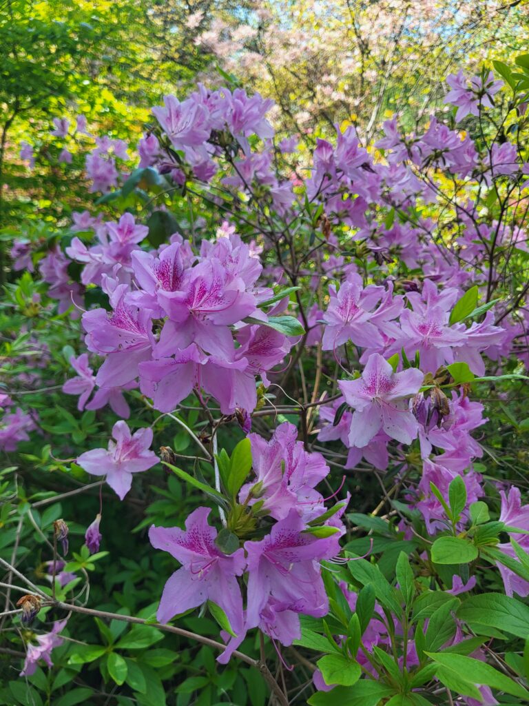 A Sneak Peek Into The Spectacular Azalea Garden Festival Set For Saturday, May 9 at Renowned Sayen Botanical Gardens in Hamilton, NJ. 20260505 101408 768x1024 - A Sneak Peek Into The Spectacular Azalea Garden Festival Set For Saturday, May 9 at Renowned Sayen Botanical Gardens in Hamilton, NJ.