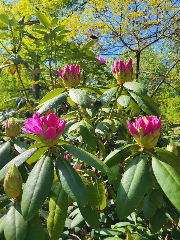 A Sneak Peek Into The Spectacular Azalea Garden Festival Set For Saturday, May 9 at Renowned Sayen Botanical Gardens in Hamilton, NJ. 20260505 101617 - A Sneak Peek Into The Spectacular Azalea Garden Festival Set For Saturday, May 9 at Renowned Sayen Botanical Gardens in Hamilton, NJ.