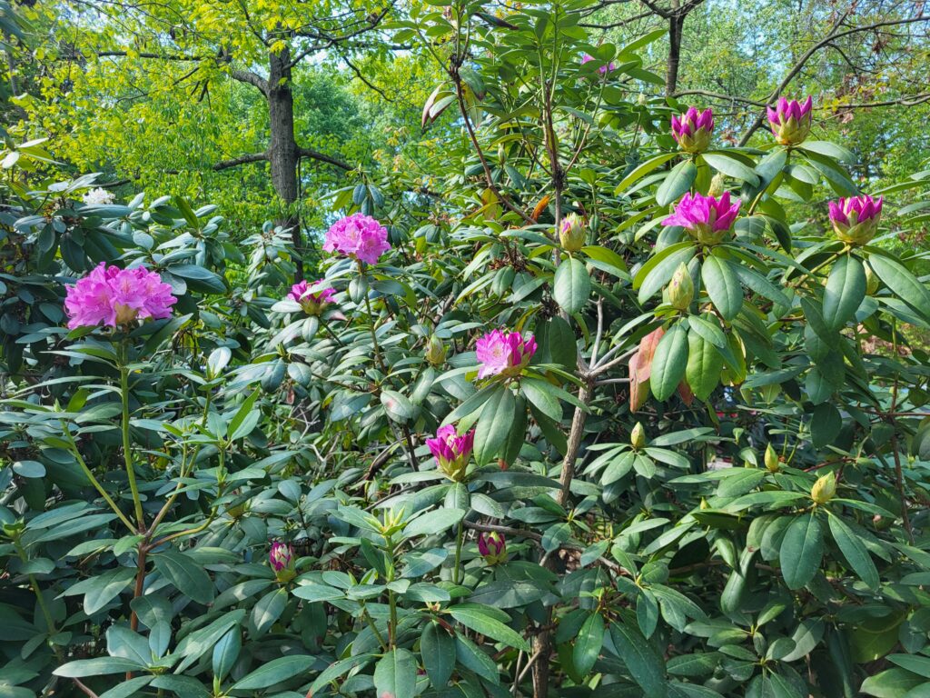 A Sneak Peek Into The Spectacular Azalea Garden Festival Set For Saturday, May 9 at Renowned Sayen Botanical Gardens in Hamilton, NJ. 20260505 101637 1024x768 - A Sneak Peek Into The Spectacular Azalea Garden Festival Set For Saturday, May 9 at Renowned Sayen Botanical Gardens in Hamilton, NJ.