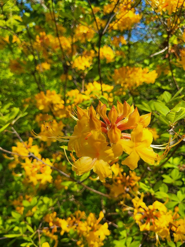 A Sneak Peek Into The Spectacular Azalea Garden Festival Set For Saturday, May 9 at Renowned Sayen Botanical Gardens in Hamilton, NJ. 20260505 101802 - A Sneak Peek Into The Spectacular Azalea Garden Festival Set For Saturday, May 9 at Renowned Sayen Botanical Gardens in Hamilton, NJ.