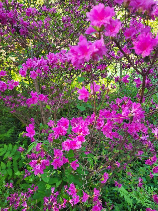 A Sneak Peek Into The Spectacular Azalea Garden Festival Set For Saturday, May 9 at Renowned Sayen Botanical Gardens in Hamilton, NJ. 20260505 101851 - A Sneak Peek Into The Spectacular Azalea Garden Festival Set For Saturday, May 9 at Renowned Sayen Botanical Gardens in Hamilton, NJ.