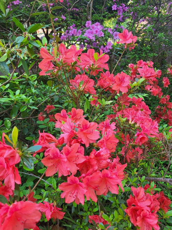 A Sneak Peek Into The Spectacular Azalea Garden Festival Set For Saturday, May 9 at Renowned Sayen Botanical Gardens in Hamilton, NJ. 20260505 101918 1 - A Sneak Peek Into The Spectacular Azalea Garden Festival Set For Saturday, May 9 at Renowned Sayen Botanical Gardens in Hamilton, NJ.
