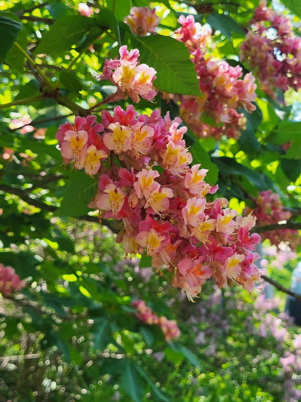 A Sneak Peek Into The Spectacular Azalea Garden Festival Set For Saturday, May 9 at Renowned Sayen Botanical Gardens in Hamilton, NJ. 20260505 102550 - A Sneak Peek Into The Spectacular Azalea Garden Festival Set For Saturday, May 9 at Renowned Sayen Botanical Gardens in Hamilton, NJ.