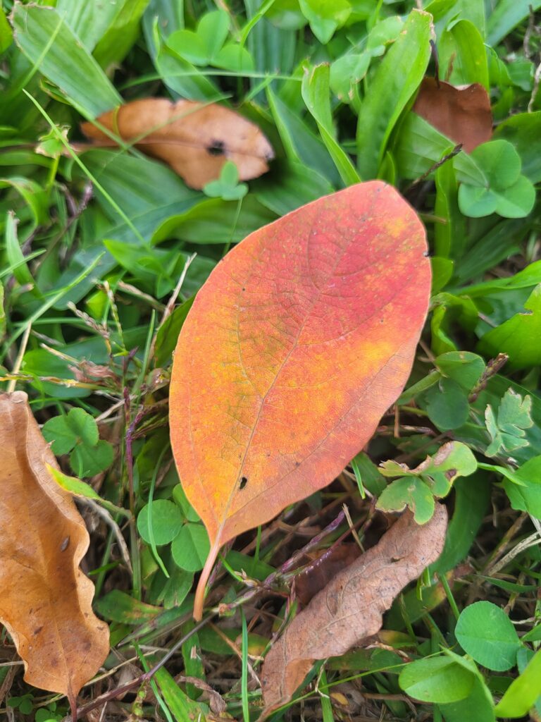 20261009 150050 768x1024 - New Jersey's Fall Season Laced in Vibrant Colors and Scenic Beauty.
