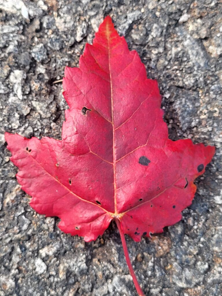 20261009 150854 768x1024 - New Jersey's Fall Season Laced in Vibrant Colors and Scenic Beauty.
