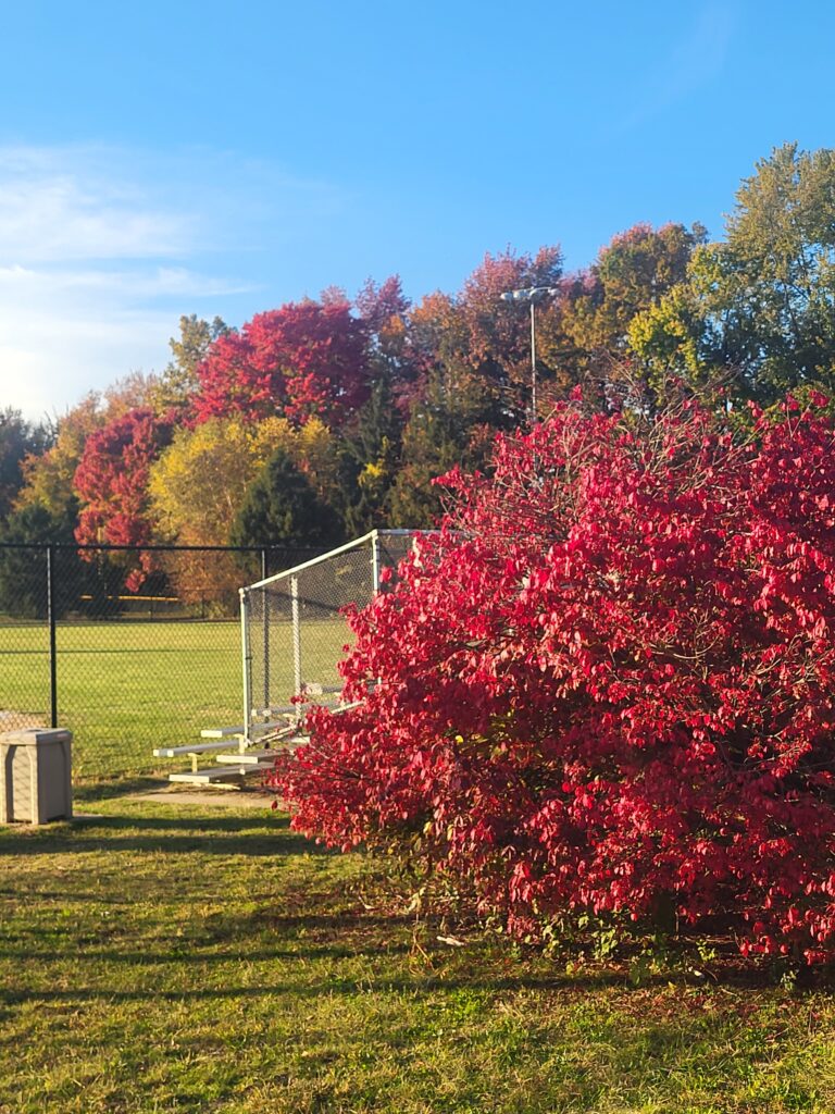 20261027 165719 768x1024 - New Jersey's Fall Season Laced in Vibrant Colors and Scenic Beauty.